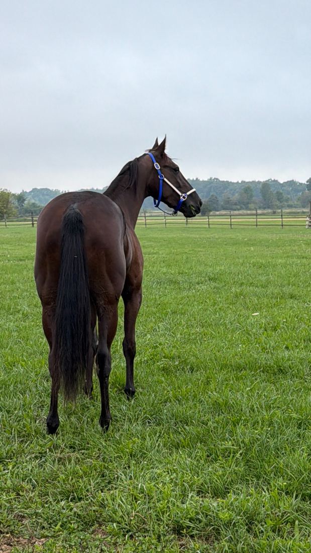 Honor's Miracle with her connections at the stable