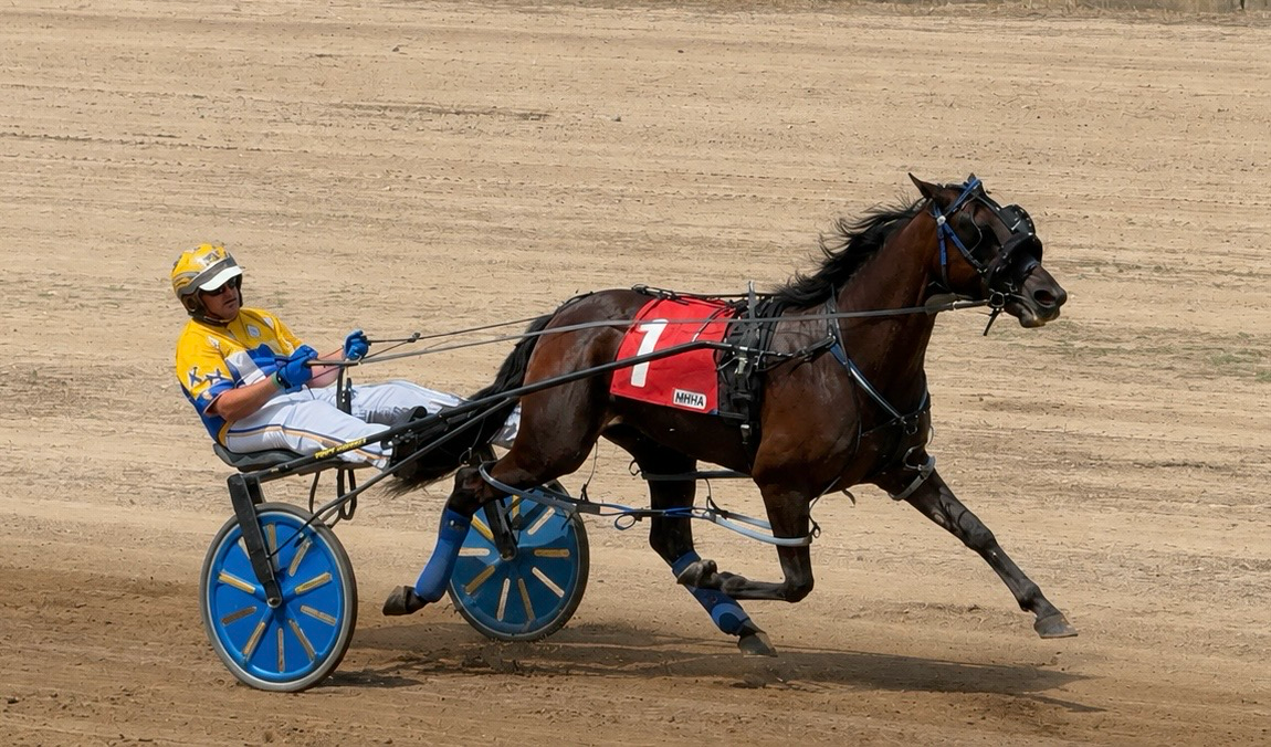 Standardbred harness racehorse in action on the track