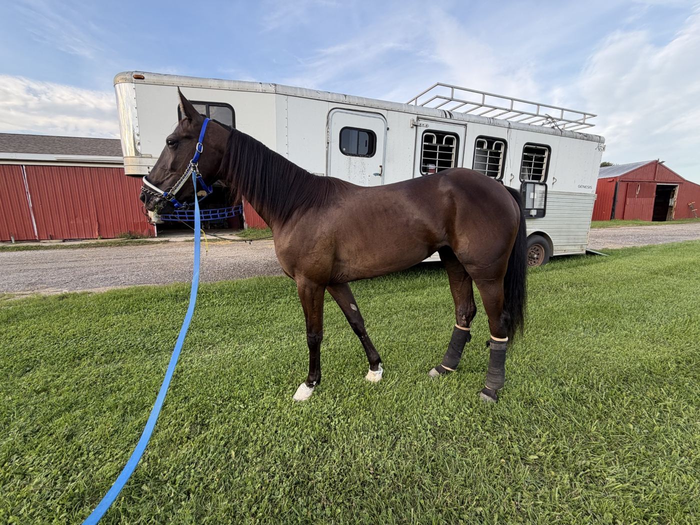 Honor's Miracle standing in profile at the stable wearing a blue halter
